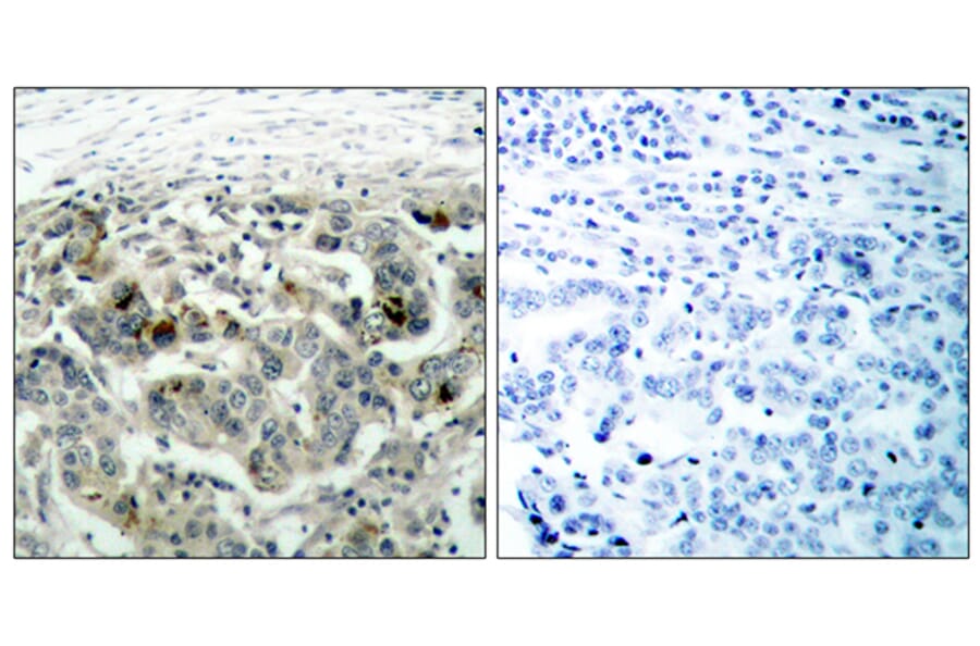 Immunohistochemistry - Anti-NF kappa B p105 / p50 Antibody (B7168) - Antibodies.com