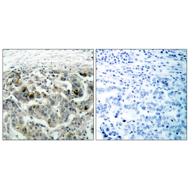 Immunohistochemistry - Anti-NF kappa B p105 / p50 Antibody (B7168) - Antibodies.com