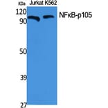 Western Blot - Anti-NF kappa B p105 / p50 Antibody (B7168) - Antibodies.com