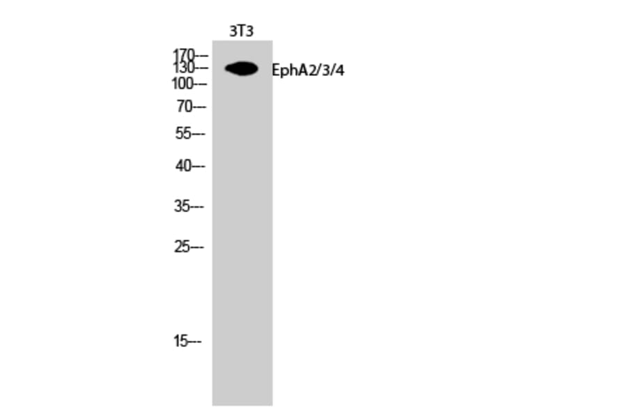 Western Blot - Anti-EPHA2 + EPHA3 + EPHA4 Antibody (B0914) - Antibodies.com