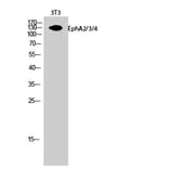 Western Blot - Anti-EPHA2 + EPHA3 + EPHA4 Antibody (B0914) - Antibodies.com