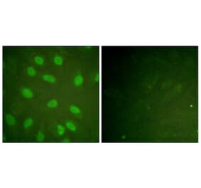 Immunofluorescence - Anti-Ku80 (phospho Thr714) Antibody (A0450) - Antibodies.com