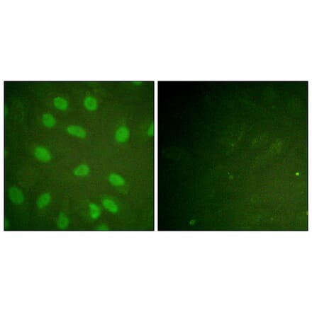 Immunofluorescence - Anti-Ku80 (phospho Thr714) Antibody (A0450) - Antibodies.com