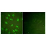 Immunofluorescence - Anti-Ku80 (phospho Thr714) Antibody (A0450) - Antibodies.com