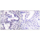 Immunohistochemistry - Anti-Ku80 (phospho Thr714) Antibody (A0450) - Antibodies.com