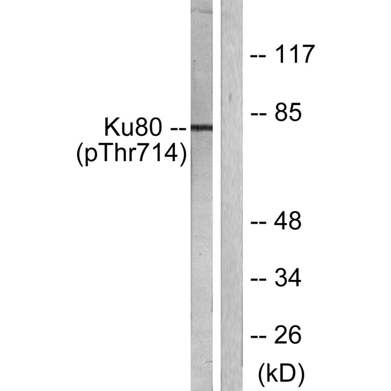 Western Blot - Anti-Ku80 (phospho Thr714) Antibody (A0450) - Antibodies.com