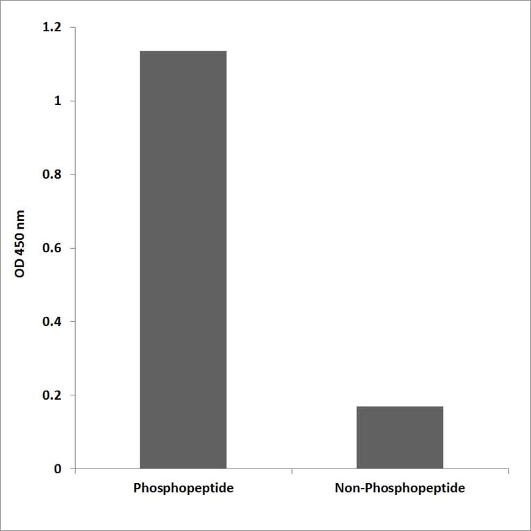 ELISA - Anti-FLT3 (phospho Tyr599) Antibody (P12-1106) - Antibodies.com
