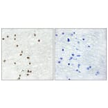 Immunohistochemistry - Anti-ZIC1 + ZIC2 + ZIC3 Antibody (C10137) - Antibodies.com
