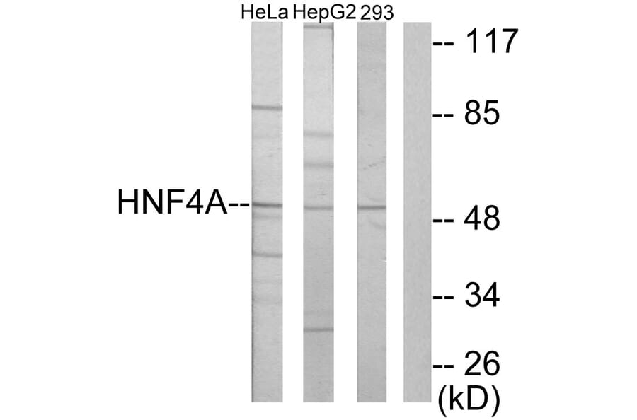 Western Blot - Anti-HNF4 alpha + gamma Antibody (C10596) - Antibodies.com