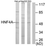 Western Blot - Anti-HNF4 alpha + gamma Antibody (C10596) - Antibodies.com