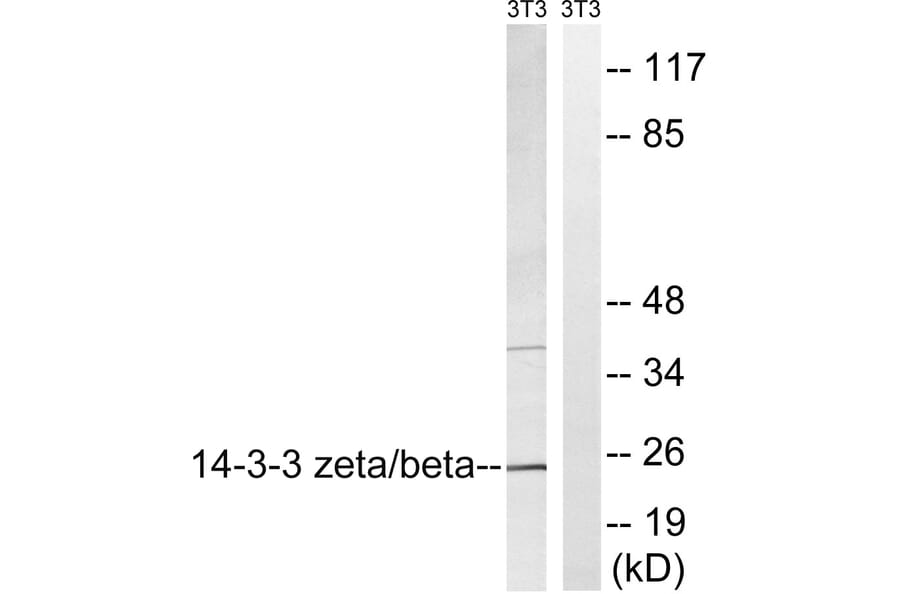 Western Blot - Anti-14-3-3 beta + zeta Antibody (B8001) - Antibodies.com