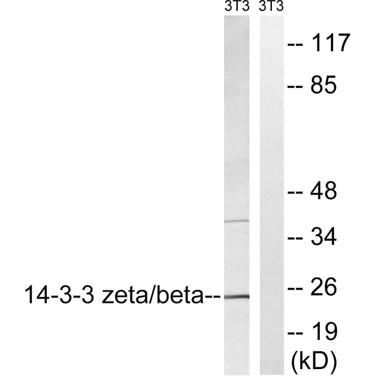 Western Blot - Anti-14-3-3 beta + zeta Antibody (B8001) - Antibodies.com