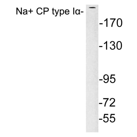 Western Blot - Anti-Na+ CP type Ialpha Antibody (R12-2249) - Antibodies.com