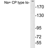 Western Blot - Anti-Na+ CP type Ialpha Antibody (R12-2249) - Antibodies.com
