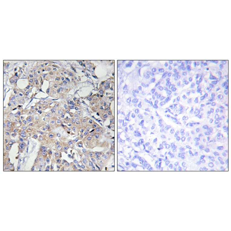 Immunohistochemistry - Anti-Collagen VI alpha3 Antibody (C12206) - Antibodies.com