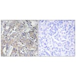 Immunohistochemistry - Anti-Collagen VI alpha3 Antibody (C12206) - Antibodies.com