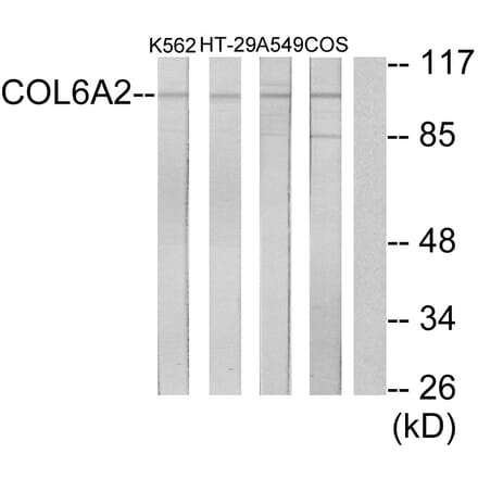 Western Blot - Anti-Collagen VI alpha2 Antibody (C12205) - Antibodies.com