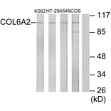 Western Blot - Anti-Collagen VI alpha2 Antibody (C12205) - Antibodies.com