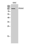 Western Blot - Anti-Collagen VI alpha2 Antibody (C12205) - Antibodies.com