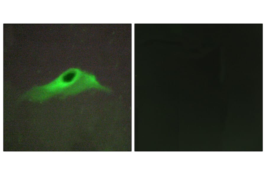 Immunofluorescence - Anti-Collagen IV alpha5 Antibody (C12199) - Antibodies.com