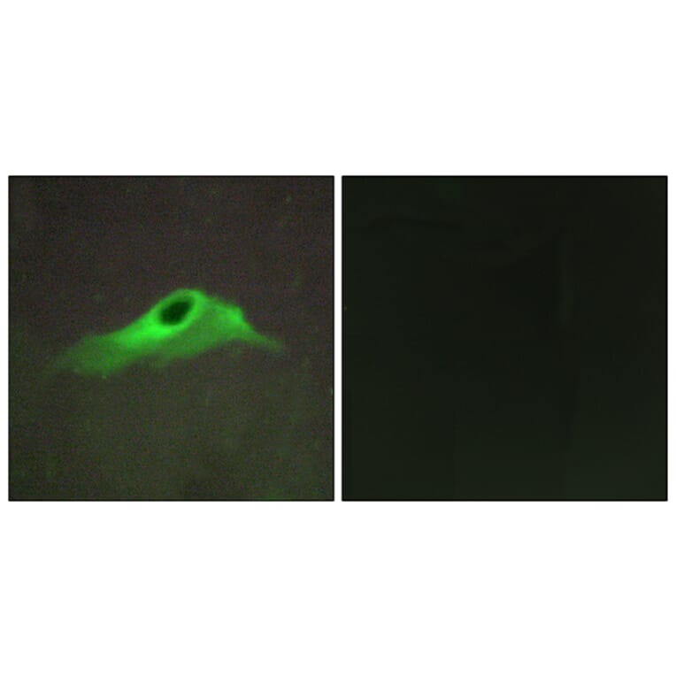 Immunofluorescence - Anti-Collagen IV alpha5 Antibody (C12199) - Antibodies.com