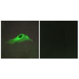 Immunofluorescence - Anti-Collagen IV alpha5 Antibody (C12199) - Antibodies.com