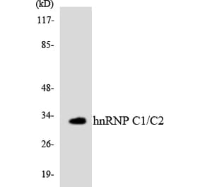 Western Blot - Anti-hnRNP C1 + C2 Antibody (R12-2887) - Antibodies.com
