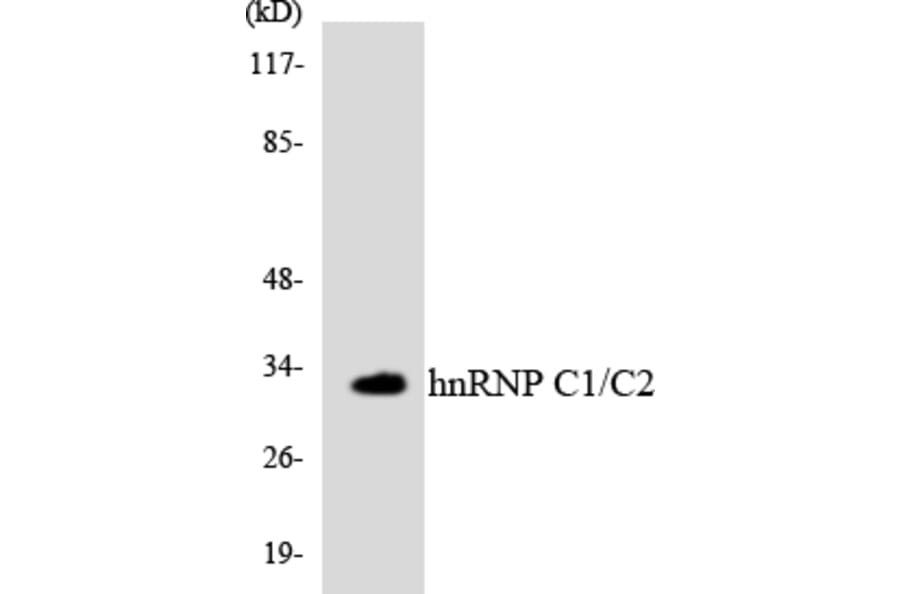 Western Blot - Anti-hnRNP C1 + C2 Antibody (R12-2887) - Antibodies.com
