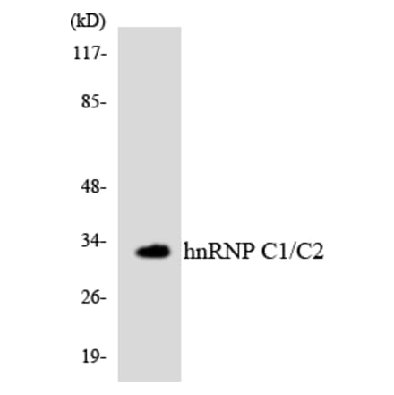 Western Blot - Anti-hnRNP C1 + C2 Antibody (R12-2887) - Antibodies.com