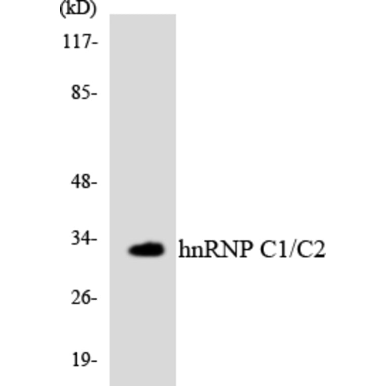 Western Blot - Anti-hnRNP C1 + C2 Antibody (R12-2887) - Antibodies.com