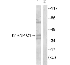 Western Blot - Anti-hnRNP C1 + C2 Antibody (B1041) - Antibodies.com