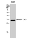 Western Blot - Anti-hnRNP C1 + C2 Antibody (B1041) - Antibodies.com