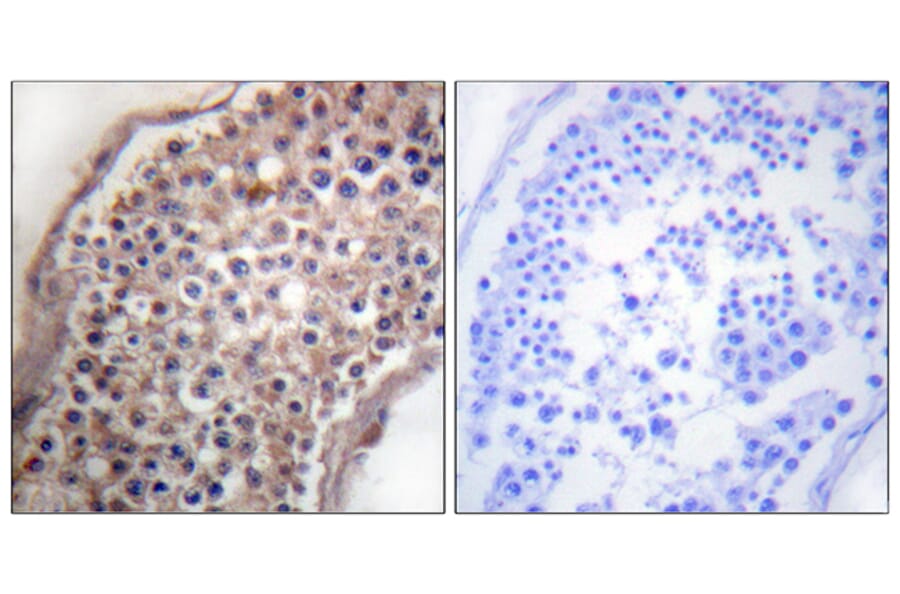 Immunohistochemistry - Anti-EFNB1 + EFNB2 Antibody (B0010) - Antibodies.com