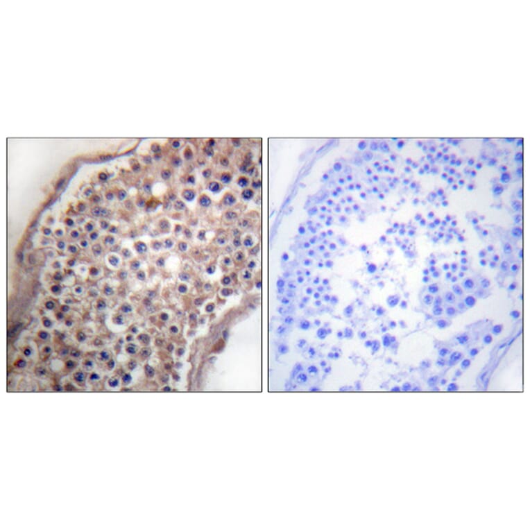 Immunohistochemistry - Anti-EFNB1 + EFNB2 Antibody (B0010) - Antibodies.com