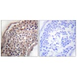 Immunohistochemistry - Anti-EFNB1 + EFNB2 Antibody (B0010) - Antibodies.com