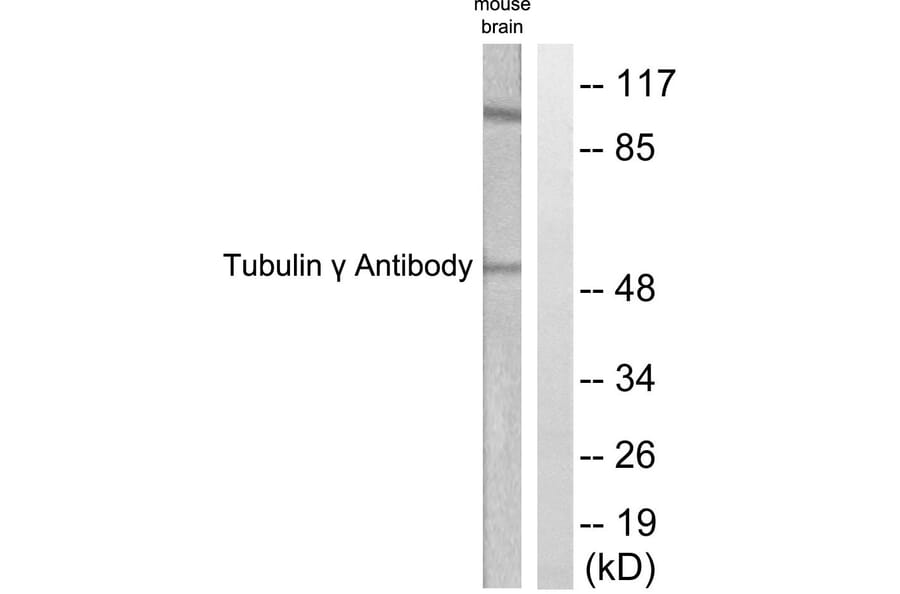 Western Blot - Anti-Tubulin gamma Antibody (C0381) - Antibodies.com