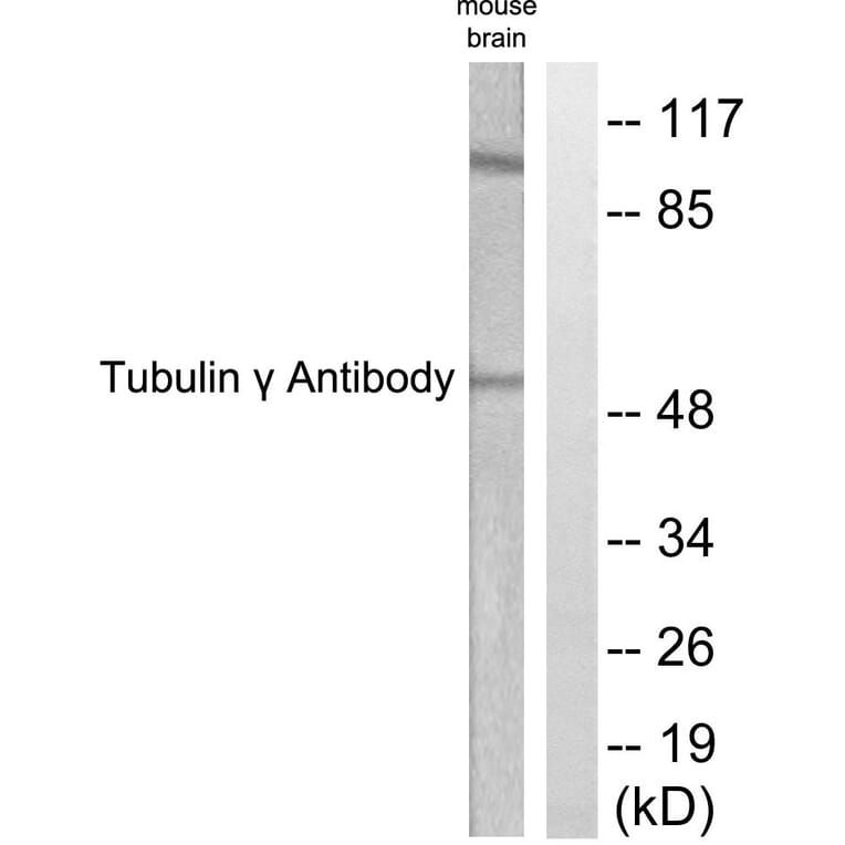 Western Blot - Anti-Tubulin gamma Antibody (C0381) - Antibodies.com