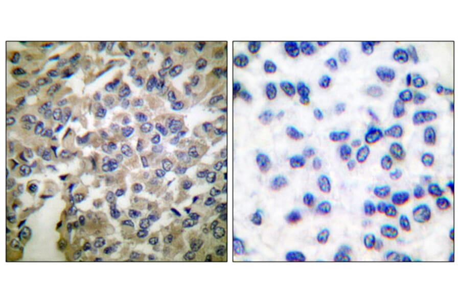 Immunohistochemistry - Anti-Synaptotagmin Antibody (B0032) - Antibodies.com
