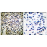 Immunohistochemistry - Anti-Synaptotagmin Antibody (B0032) - Antibodies.com