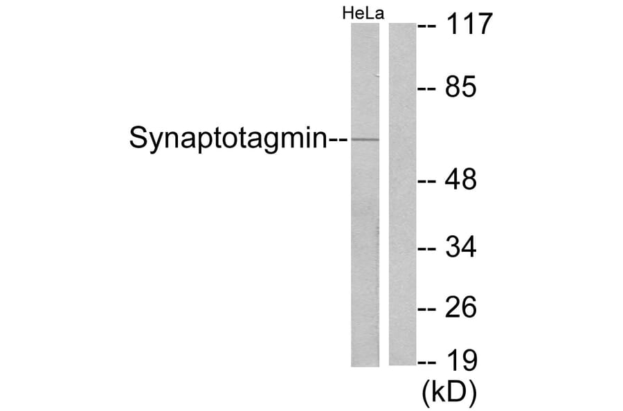 Western Blot - Anti-Synaptotagmin Antibody (B0033) - Antibodies.com