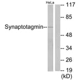 Western Blot - Anti-Synaptotagmin Antibody (B0033) - Antibodies.com