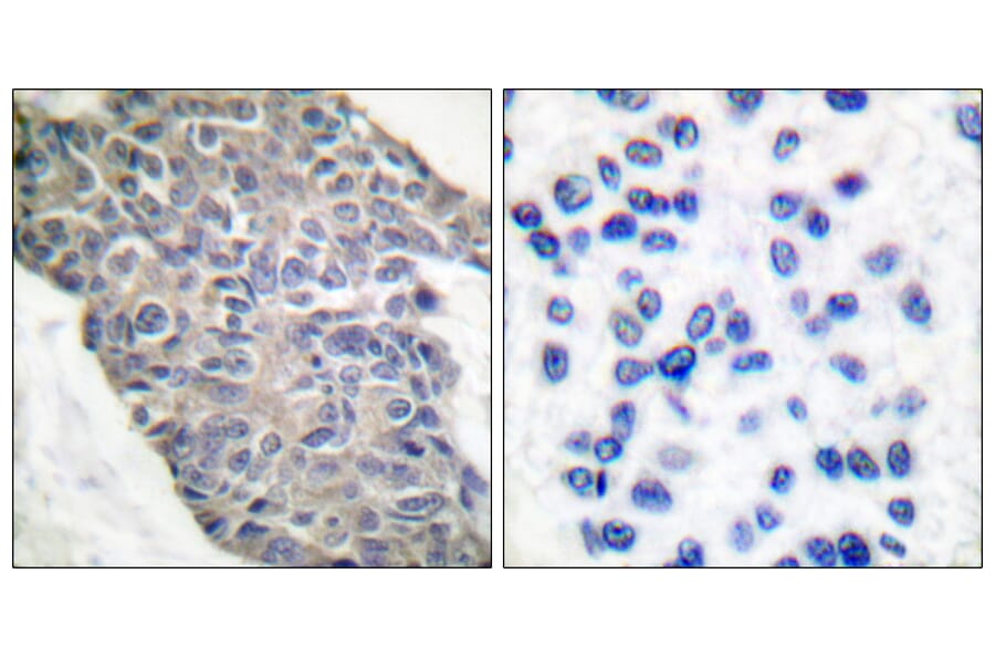 Immunohistochemistry - Anti-Synaptotagmin Antibody (B0033) - Antibodies.com