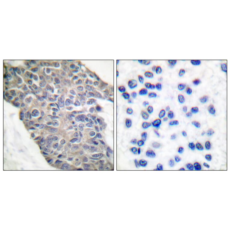 Immunohistochemistry - Anti-Synaptotagmin Antibody (B0033) - Antibodies.com