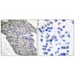 Immunohistochemistry - Anti-Synaptotagmin Antibody (B0033) - Antibodies.com