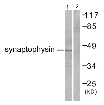 Western Blot - Anti-Synaptophysin Antibody (C0333) - Antibodies.com