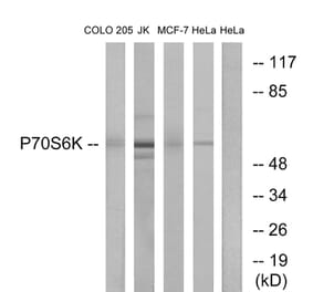 Western Blot - Anti-p70 S6 Kinase Antibody (B0534) - Antibodies.com