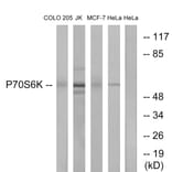 Western Blot - Anti-p70 S6 Kinase Antibody (B0534) - Antibodies.com