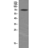 Western Blot - Anti-p70 S6 Kinase Antibody (B7189) - Antibodies.com