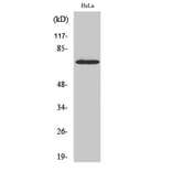 Western Blot - Anti-p70 S6 Kinase Antibody (B7189) - Antibodies.com