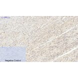 Immunohistochemistry - Anti-p70 S6 Kinase Antibody (B7189) - Antibodies.com